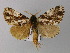  (Aglaosoma variegata - BC ZSM Lep 02703)  @15 [ ] CreativeCommons - Attribution Non-Commercial Share-Alike (2010) Unspecified SNSB, Zoologische Staatssammlung Muenchen