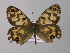  (Heteronympha AH01 - BC ZSM Lep 10097)  @13 [ ] CreativeCommons - Attribution Non-Commercial Share-Alike (2010) Unspecified SNSB, Zoologische Staatssammlung Muenchen