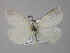 ( - BC ZSM Lep 10116)  @13 [ ] CreativeCommons - Attribution Non-Commercial Share-Alike (2010) Unspecified SNSB, Zoologische Staatssammlung Muenchen