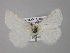  ( - BC ZSM Lep 10117)  @13 [ ] CreativeCommons - Attribution Non-Commercial Share-Alike (2010) Unspecified SNSB, Zoologische Staatssammlung Muenchen