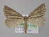  ( - BC ZSM Lep 10131)  @14 [ ] CreativeCommons - Attribution Non-Commercial Share-Alike (2010) Unspecified SNSB, Zoologische Staatssammlung Muenchen