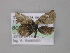  ( - BC ZSM Lep 10132)  @13 [ ] CreativeCommons - Attribution Non-Commercial Share-Alike (2010) Unspecified SNSB, Zoologische Staatssammlung Muenchen