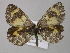  ( - BC ZSM Lep 10133)  @14 [ ] CreativeCommons - Attribution Non-Commercial Share-Alike (2010) Unspecified SNSB, Zoologische Staatssammlung Muenchen
