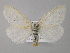  ( - BC ZSM Lep 10146)  @13 [ ] CreativeCommons - Attribution Non-Commercial Share-Alike (2010) Unspecified SNSB, Zoologische Staatssammlung Muenchen