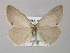  ( - BC ZSM Lep 10164)  @13 [ ] CreativeCommons - Attribution Non-Commercial Share-Alike (2010) Unspecified SNSB, Zoologische Staatssammlung Muenchen