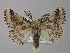  ( - BC ZSM Lep 10170)  @14 [ ] CreativeCommons - Attribution Non-Commercial Share-Alike (2010) Unspecified SNSB, Zoologische Staatssammlung Muenchen