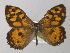  (Geitoneura - BC ZSM Lep 10174)  @14 [ ] CreativeCommons - Attribution Non-Commercial Share-Alike (2010) Unspecified SNSB, Zoologische Staatssammlung Muenchen