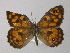  ( - BC ZSM Lep 10175)  @13 [ ] CreativeCommons - Attribution Non-Commercial Share-Alike (2010) Unspecified SNSB, Zoologische Staatssammlung Muenchen