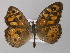  ( - BC ZSM Lep 10176)  @13 [ ] CreativeCommons - Attribution Non-Commercial Share-Alike (2010) Unspecified SNSB, Zoologische Staatssammlung Muenchen