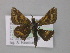  ( - BC ZSM Lep 10179)  @13 [ ] CreativeCommons - Attribution Non-Commercial Share-Alike (2010) Unspecified SNSB, Zoologische Staatssammlung Muenchen