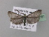  ( - BC ZSM Lep 10181)  @13 [ ] CreativeCommons - Attribution Non-Commercial Share-Alike (2010) Unspecified SNSB, Zoologische Staatssammlung Muenchen