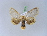  ( - BC ZSM Lep 10374)  @13 [ ] CreativeCommons - Attribution Non-Commercial Share-Alike (2010) Unspecified SNSB, Zoologische Staatssammlung Muenchen