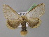  ( - BC ZSM Lep 10374)  @14 [ ] CreativeCommons - Attribution Non-Commercial Share-Alike (2010) Unspecified SNSB, Zoologische Staatssammlung Muenchen