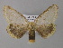  ( - BC ZSM Lep 10388)  @14 [ ] CreativeCommons - Attribution Non-Commercial Share-Alike (2010) Unspecified SNSB, Zoologische Staatssammlung Muenchen