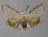  ( - BC ZSM Lep 10389)  @14 [ ] CreativeCommons - Attribution Non-Commercial Share-Alike (2010) Unspecified SNSB, Zoologische Staatssammlung Muenchen