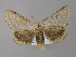  ( - BC ZSM Lep 10390)  @14 [ ] CreativeCommons - Attribution Non-Commercial Share-Alike (2010) Unspecified SNSB, Zoologische Staatssammlung Muenchen