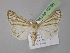  ( - BC ZSM Lep 10396)  @13 [ ] CreativeCommons - Attribution Non-Commercial Share-Alike (2010) Unspecified SNSB, Zoologische Staatssammlung Muenchen