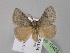  ( - BC ZSM Lep 10409)  @14 [ ] CreativeCommons - Attribution Non-Commercial Share-Alike (2010) Unspecified SNSB, Zoologische Staatssammlung Muenchen