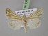  ( - BC ZSM Lep 10416)  @13 [ ] CreativeCommons - Attribution Non-Commercial Share-Alike (2010) Unspecified SNSB, Zoologische Staatssammlung Muenchen