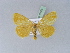  ( - BC ZSM Lep 10423)  @13 [ ] CreativeCommons - Attribution Non-Commercial Share-Alike (2010) Unspecified SNSB, Zoologische Staatssammlung Muenchen
