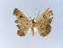  ( - BC ZSM Lep 10427)  @13 [ ] CreativeCommons - Attribution Non-Commercial Share-Alike (2010) Unspecified SNSB, Zoologische Staatssammlung Muenchen