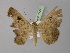  ( - BC ZSM Lep 10427)  @13 [ ] CreativeCommons - Attribution Non-Commercial Share-Alike (2010) Unspecified SNSB, Zoologische Staatssammlung Muenchen