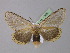  ( - BC ZSM Lep 10430)  @14 [ ] CreativeCommons - Attribution Non-Commercial Share-Alike (2010) Unspecified SNSB, Zoologische Staatssammlung Muenchen