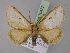  ( - BC ZSM Lep 10432)  @14 [ ] CreativeCommons - Attribution Non-Commercial Share-Alike (2010) Unspecified SNSB, Zoologische Staatssammlung Muenchen