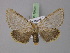  ( - BC ZSM Lep 10433)  @14 [ ] CreativeCommons - Attribution Non-Commercial Share-Alike (2010) Unspecified SNSB, Zoologische Staatssammlung Muenchen