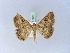  ( - BC ZSM Lep 10436)  @14 [ ] CreativeCommons - Attribution Non-Commercial Share-Alike (2010) Unspecified SNSB, Zoologische Staatssammlung Muenchen