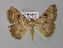  ( - BC ZSM Lep 10436)  @14 [ ] CreativeCommons - Attribution Non-Commercial Share-Alike (2010) Unspecified SNSB, Zoologische Staatssammlung Muenchen