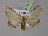 ( - BC ZSM Lep 10437)  @14 [ ] CreativeCommons - Attribution Non-Commercial Share-Alike (2010) Unspecified SNSB, Zoologische Staatssammlung Muenchen