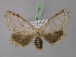  ( - BC ZSM Lep 10438)  @14 [ ] CreativeCommons - Attribution Non-Commercial Share-Alike (2010) Unspecified SNSB, Zoologische Staatssammlung Muenchen