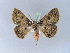  ( - BC ZSM Lep 10441)  @13 [ ] CreativeCommons - Attribution Non-Commercial Share-Alike (2010) Unspecified SNSB, Zoologische Staatssammlung Muenchen