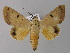  ( - BC ZSM Lep 10462)  @14 [ ] CreativeCommons - Attribution Non-Commercial Share-Alike (2010) Unspecified SNSB, Zoologische Staatssammlung Muenchen