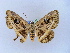  ( - BC ZSM Lep 10492)  @11 [ ] CreativeCommons - Attribution Non-Commercial Share-Alike (2010) Unspecified SNSB, Zoologische Staatssammlung Muenchen