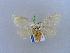  ( - BC ZSM Lep 10552)  @13 [ ] CreativeCommons - Attribution Non-Commercial Share-Alike (2010) Unspecified SNSB, Zoologische Staatssammlung Muenchen