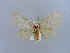  ( - BC ZSM Lep 10557)  @13 [ ] CreativeCommons - Attribution Non-Commercial Share-Alike (2010) Unspecified SNSB, Zoologische Staatssammlung Muenchen