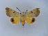  ( - BC ZSM Lep 10562)  @13 [ ] CreativeCommons - Attribution Non-Commercial Share-Alike (2010) Unspecified SNSB, Zoologische Staatssammlung Muenchen