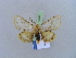  ( - BC ZSM Lep 10587)  @13 [ ] CreativeCommons - Attribution Non-Commercial Share-Alike (2010) Unspecified SNSB, Zoologische Staatssammlung Muenchen