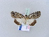  ( - BC ZSM Lep 10915)  @14 [ ] CreativeCommons - Attribution Non-Commercial Share-Alike (2010) Unspecified SNSB, Zoologische Staatssammlung Muenchen