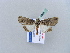  ( - BC ZSM Lep 10931)  @13 [ ] CreativeCommons - Attribution Non-Commercial Share-Alike (2010) Unspecified SNSB, Zoologische Staatssammlung Muenchen