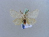  ( - BC ZSM Lep 10932)  @13 [ ] CreativeCommons - Attribution Non-Commercial Share-Alike (2010) Unspecified SNSB, Zoologische Staatssammlung Muenchen