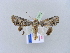  ( - BC ZSM Lep 10973)  @14 [ ] CreativeCommons - Attribution Non-Commercial Share-Alike (2010) Unspecified SNSB, Zoologische Staatssammlung Muenchen
