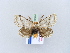  ( - BC ZSM Lep 10974)  @14 [ ] CreativeCommons - Attribution Non-Commercial Share-Alike (2010) Unspecified SNSB, Zoologische Staatssammlung Muenchen