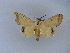  ( - BC ZSM Lep 10985)  @13 [ ] CreativeCommons - Attribution Non-Commercial Share-Alike (2010) Unspecified SNSB, Zoologische Staatssammlung Muenchen