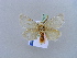  ( - BC ZSM Lep 11018)  @13 [ ] CreativeCommons - Attribution Non-Commercial Share-Alike (2010) Unspecified SNSB, Zoologische Staatssammlung Muenchen