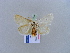  ( - BC ZSM Lep 11024)  @13 [ ] CreativeCommons - Attribution Non-Commercial Share-Alike (2010) Unspecified SNSB, Zoologische Staatssammlung Muenchen