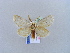  ( - BC ZSM Lep 11029)  @13 [ ] CreativeCommons - Attribution Non-Commercial Share-Alike (2010) Unspecified SNSB, Zoologische Staatssammlung Muenchen