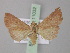  ( - BC ZSM Lep 11032)  @14 [ ] CreativeCommons - Attribution Non-Commercial Share-Alike (2010) Unspecified SNSB, Zoologische Staatssammlung Muenchen